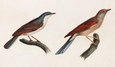 鳥のカラーイラスト2点 作： Unbekannt
