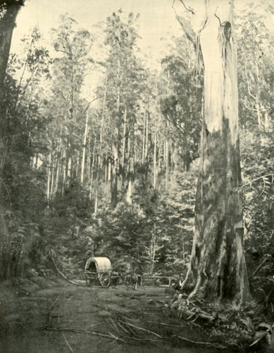 アンクルサム、1901年。 作： Unbekannt