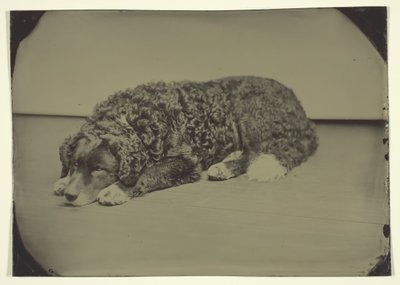 無題の犬、185099。 作： Unbekannt