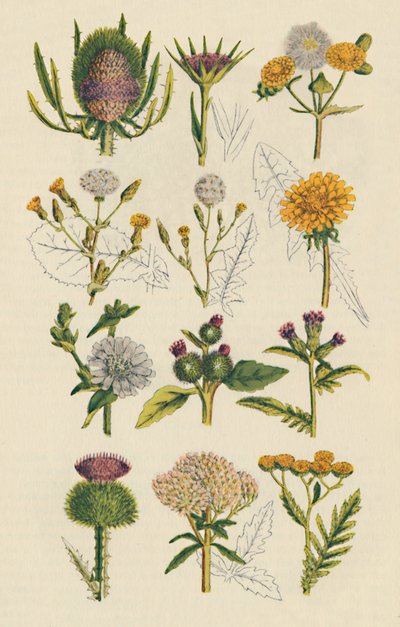 イギリスの野生の花の品種、1947 作： Unbekannt
