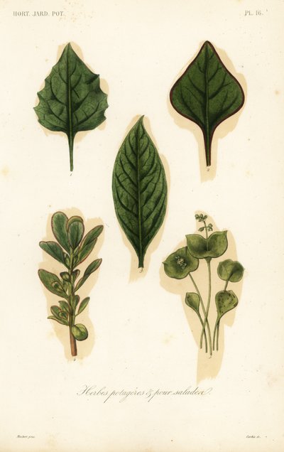 野菜やサラダの葉、herbes potageres et pour salades 作： Unbekannt
