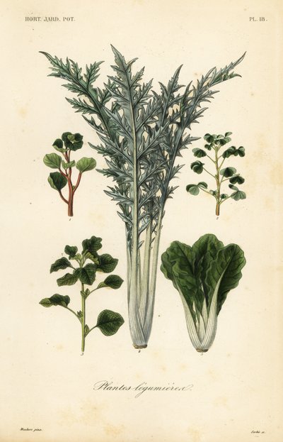 野菜、豆科の植物 作： Unbekannt