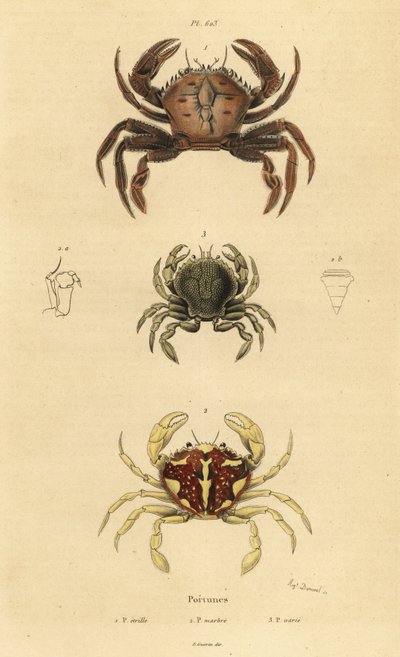 ベルベットクラブ（Necora puber）1、マーブルドスイミングクラブ（Liocarcinus marmoreus）2、ペナントススイミングクラブ（Portumnus latipes）3 作： Unbekannt