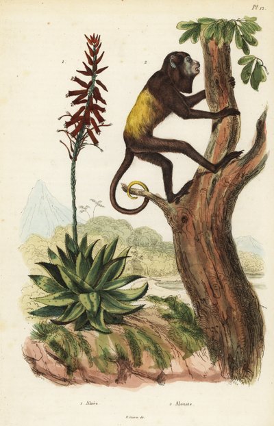 ベネズエラの赤ホエールズ（Alouatta seniculus 2）とアロエベラ（Aloe vera 作： Unbekannt