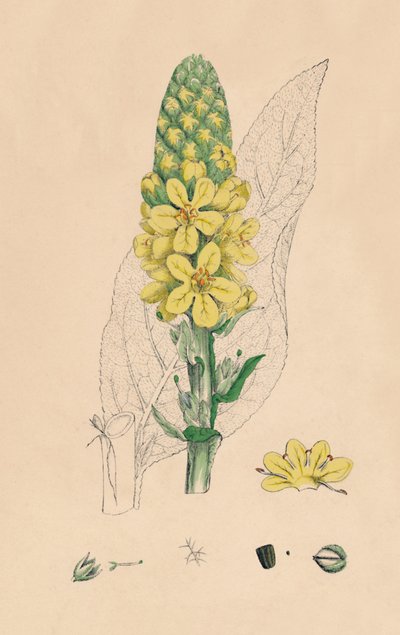 Verbascum Thapsus。偉大なムラン、19世紀 作： Unbekannt