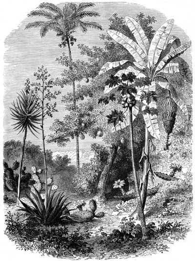 スペインのメイン、グアテマラ、1877年のビュー 作： Unbekannt