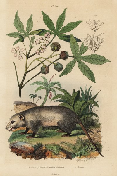 バージニアオポッサム（Didelphis virginiana）1、キャッサバまたはユカ（Manihot esculenta）2 作： Unbekannt