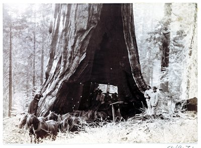 巨木の中を通るワゴン（北米、1900年頃 作： Unbekannt