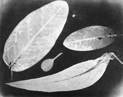 水貼り写真 四葉 1839年夏 作： Unbekannt