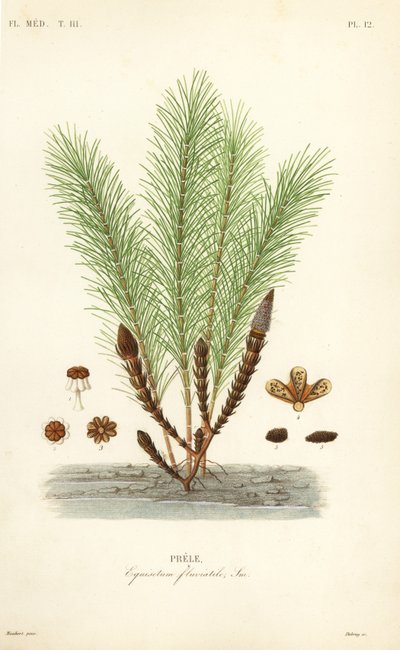 水スギナ、沼スギナ、Equisetum fluviatile, Prele 作： Unbekannt