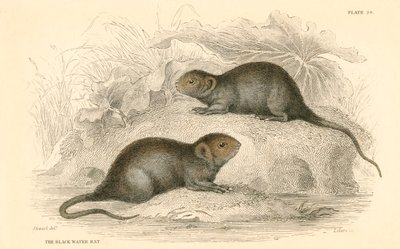 水ハタネズミArvicola terrestris、別名ブラックウォーターラット、1828 作： Unbekannt