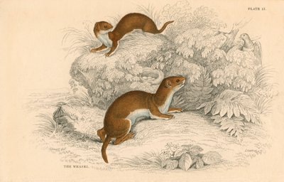 イタチPutorius nivalisMustela vulgaris、ヨーロッパ最小の肉食動物、1828 作： Unbekannt