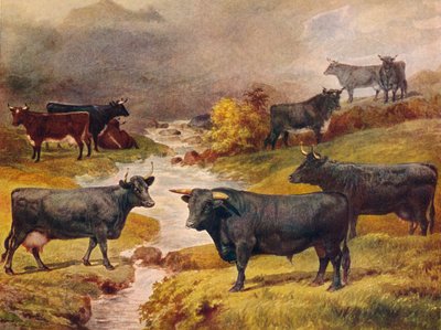 ウェールズの黒牛、c1906 c1910 作： Unbekannt