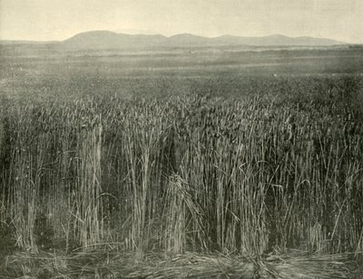 小麦畑、カニングダウンズ、クイーンズランド州、1901年。 作： Unbekannt