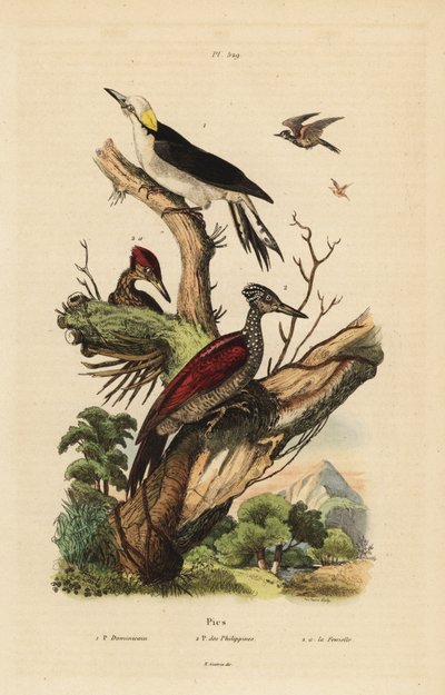 シロハラキツツキ（Melanerpes candidus）、フィリピンのコゲラ（Yungipicus maculatus）、オスとメス 作： Unbekannt