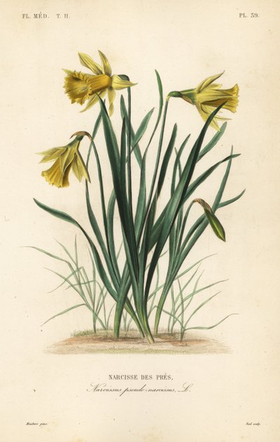 野生の水仙やレントリリー、Narcissus pseudonarcissus、Narcissus pseudo-narcissus、Narcisse des pres 作： Unbekannt