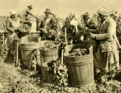 バーデンバイウィーン、ローワーオーストリア、c1935の近くのワインの収穫。 作： Unbekannt