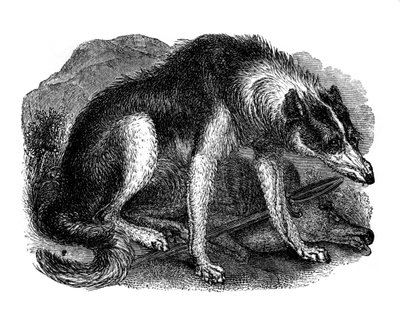 狼犬、1848 作： Unbekannt