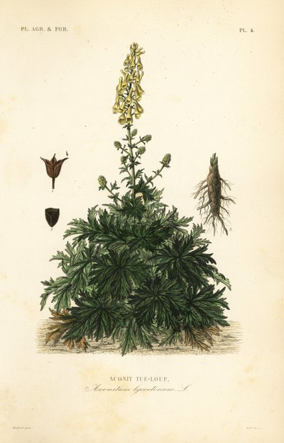 ウルフスベイン、Aconitum lycoctonum, Aconit tue-loup 作： Unbekannt