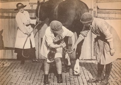 運搬業者の大企業の馬病院の蹄鉄工としての女性、c1916、1935 作： Unbekannt