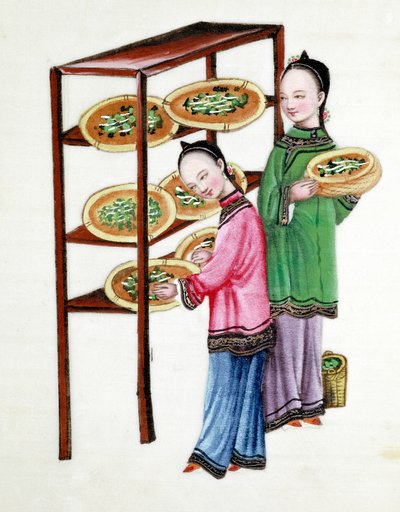 桑の葉の上で蚕を飼う女性たち（19世紀 作： Unbekannt