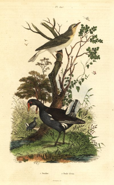 ウグイス（Phylloscopus sibilatrix）とモアヘン（Gallinula chloropus） Pouillot et poule d