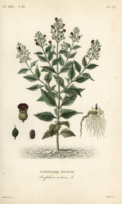 ウッドランドフィグワート、Scrophularia nodosa、Scrofulaire noueuse 作： Unbekannt