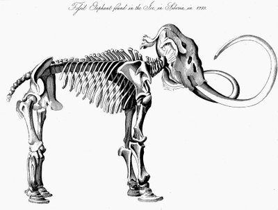 マンモスのマンモスの骨格、1830年 作： Unbekannt