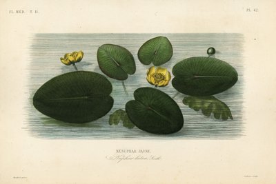 黄色い睡蓮、Nuphar lutea、Nenuphar jaune（ネヌファー・ルテア、ネヌファー・ジョーヌ 作： Unbekannt