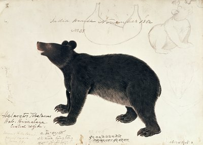ヒマラヤ中央部からのツキノワグマ、Ursus Tibetanusの描画 作： Unbekannt Unbekannt