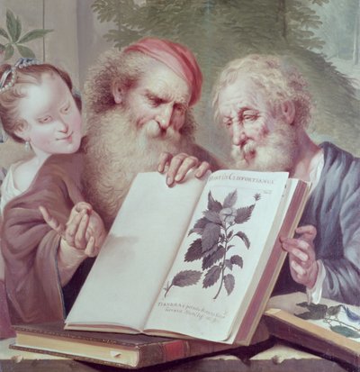カール・リンネウス（1707-78）によるHortus Cliffortianusのイラストは、アムステルダム1737-38を出版しました 作： Unbekannt Unbekannt