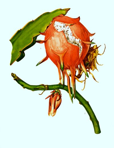 1. 2.Wilmattea minutiflora, サボテン, カクタス (Hylocereus undatus) 作： Unbekannter Künstler