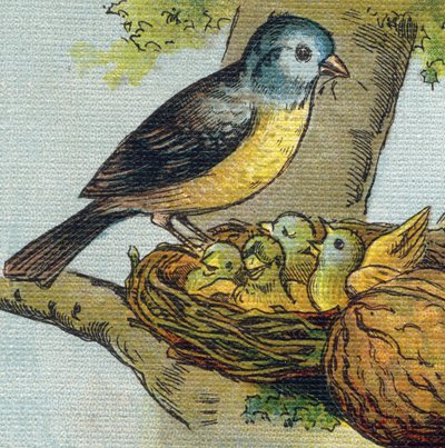 巣の中で子供に餌を与える鳥。Alphabet de ma petite fille "に掲載された版画。Bernardin-Bechet and Fils, bookseller-publishers, Paris, around 1895.壊れないアルバムをキャンバスにBibliotheque des babes（赤ちゃんの図書館）。12ページ。読書法とイラストを収録したアルバム 作： Unbekannt