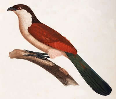 緑色の尾を持つ茶色の鳥のカラーイラスト 作： Unbekannt