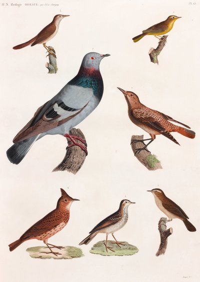 全ページに渡って鳥類のカラーイラストを掲載 作： Unbekannt