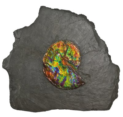 カナダ産の大きな虹色のアンモナイト（化石） 作： Unbekannt