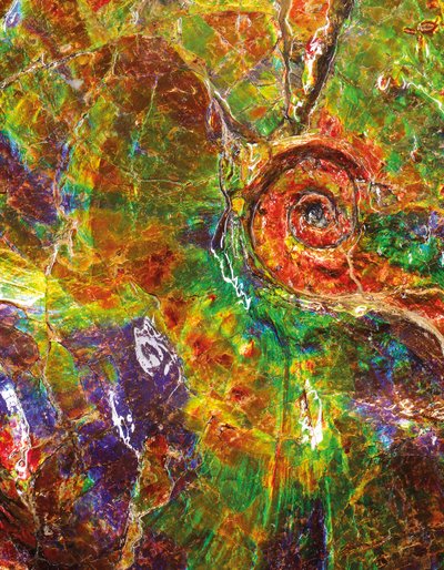 カナダ産の大きな虹色のアンモナイト（化石） 作： Unbekannt