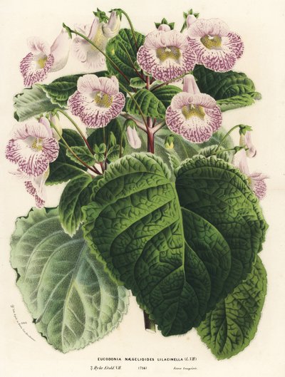 アキメナンサ x ナエゲリオイデス、ライラック品種（Eucodonia naegelioides lilacinella）。Louis van Houtte and Charles Lemaire