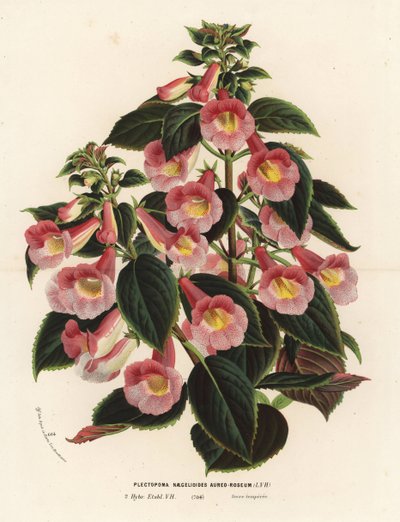 アキメナンサ×ナエゲリオイデス、ピンクとゴールドの品種。Plectopoma naegelioides aureo-roseum。Louis van HoutteとCharles Lemaireの「Flowers of the Gardens and Hothouses of Europe, Flore des Serres et des Jardins de l