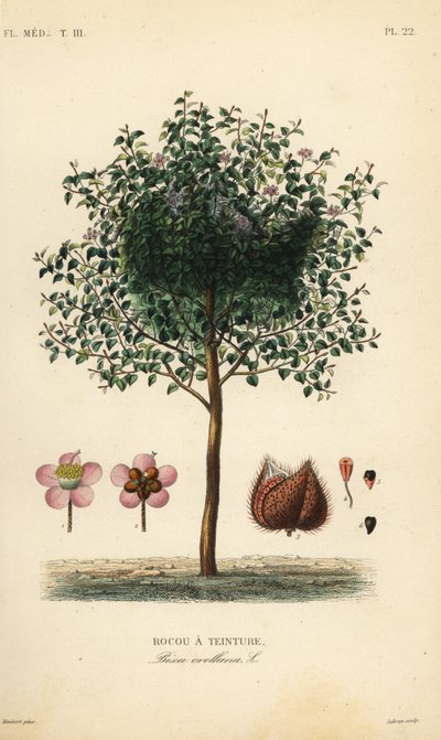 Achiote or lipstick tree, Bixa orellana, Rocou a teinture 作： Unbekannt