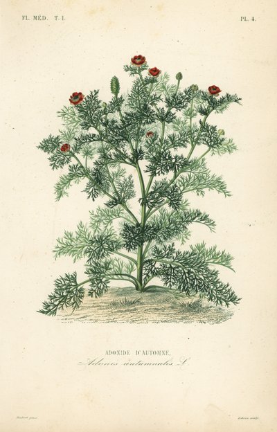 Adonis flower or pheasant