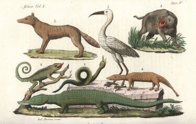 カバ、カメレオン、ワニ、ヘビなどアフリカの動物たち。ジュリオ・フェラーリオ著『すべての民族のアンティークとモダンの衣装（Il Costume Antico e Moderno di Tutti i Popoli）』の手彩色銅版画。 作： Unbekannter Künstler