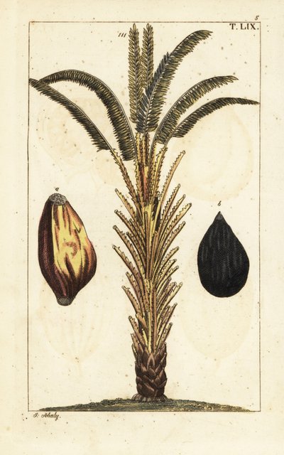 果実を持つアフリカのアブラヤシの木、Elaeis guineensis。 作： Unbekannter Künstler