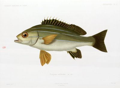 アフリカの縞模様のイサキ、アルジェリア 作： Unbekannter Künstler