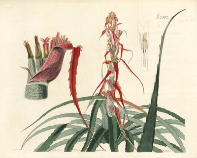 アグアバ、ブロメリア・アルソデス（狭葉パイナップル、Bromelia sylvestris）。William Curtis