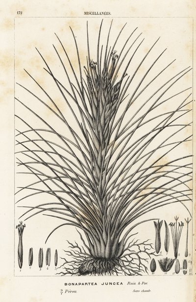 エアプランツ、ティランジア・ジュンセア（Bonapartea juncea）。Louis van Houtte and Charles Lemaire
