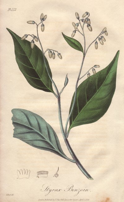 Alibouffier or styrax (Styrax benzoin) - ジョン・チュールによってロンドンで出版されたジョン・ステファンソンとジェームズ・モース・チャーチルによる「Medical Botanical, Description of Medicinal Plants of London, Edinburgh, and Dublin（ロンドン、エディンバラ、ダブリンの薬用植物の医学的植物学的説明）」を説明するためにウィリアム・クラークによって作られた強い水。 作： Unbekannter Künstler