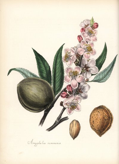アーモンド - アーモンドの花、葉、実、種子。M・A・バーネット女史の "Plantae Utiliores: or Illustrations of Useful Plants", Whittaker, Londonより、シャボットの手による彩色ジンコグラフ。 作： Unbekannter Künstler