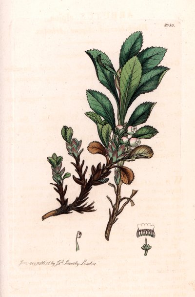 アルパイン・ブッセロールまたはアルパイン・ベア・グレープ（Arctostaphylos alpina） - ロンドン（イギリス）で出版された『Smith