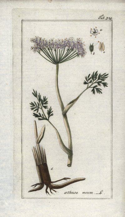 アルパイン・チャービルまたはマウンテン・フェンネル（Meum athamantium）。オランダ、ヨハネス・ゾーン（1739-1799）作 "Afbeelding der Artseny-Gewassen "よりリトグラフ。 作： Unbekannter Künstler
